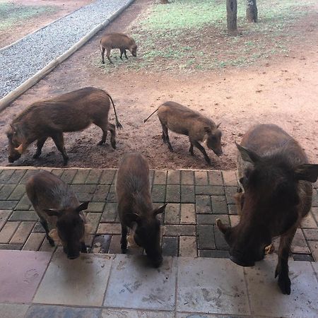 Makhato Bush Lodge 111 بيلا-بيلا المظهر الخارجي الصورة