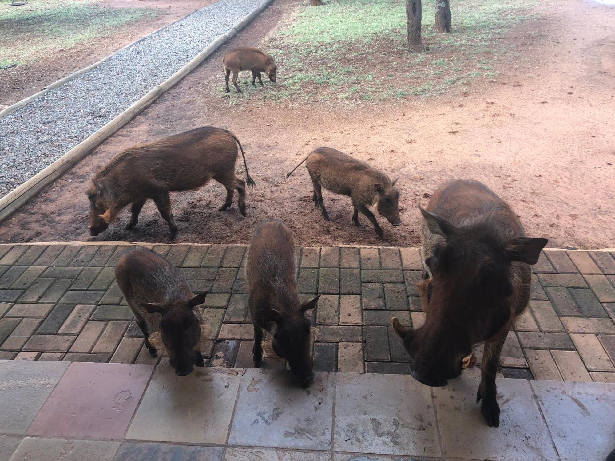 Makhato Bush Lodge 111 بيلا-بيلا المظهر الخارجي الصورة