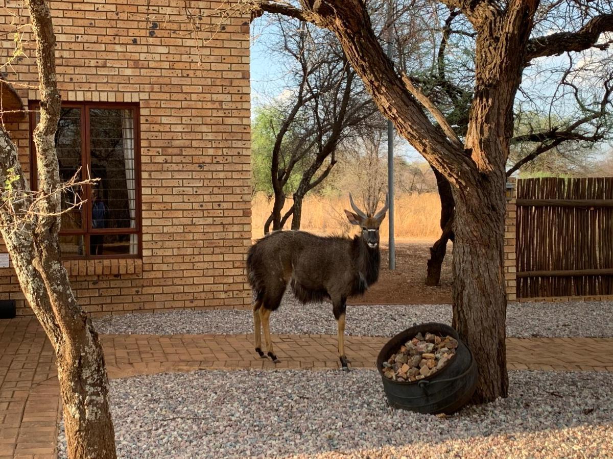 Makhato Bush Lodge 111 بيلا-بيلا المظهر الخارجي الصورة